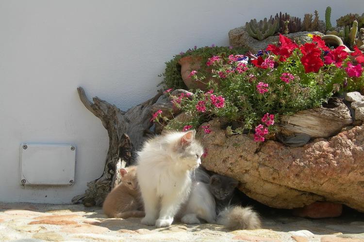 Agriturismo Guthiddai