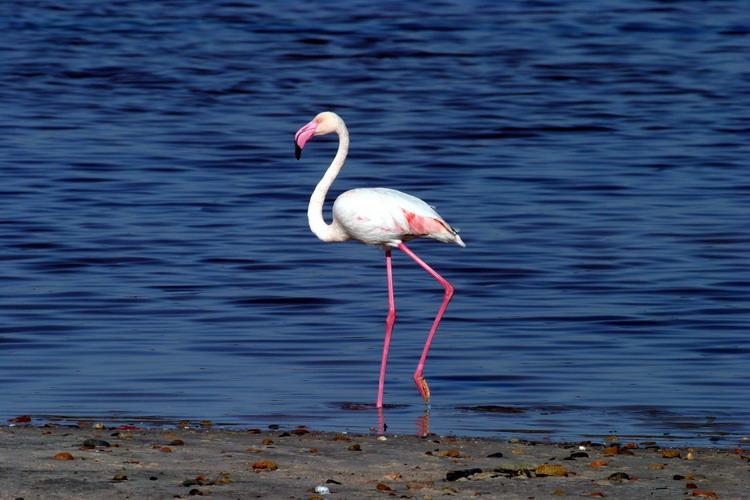 Cagliari flamingo