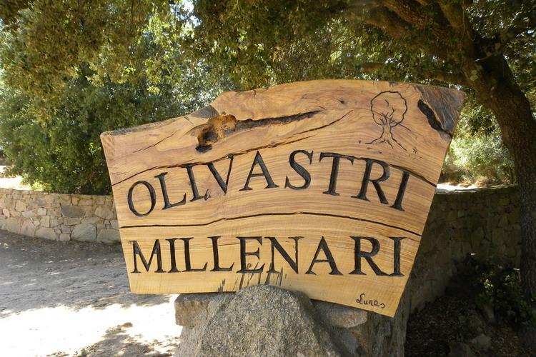 Olivastri Millenari